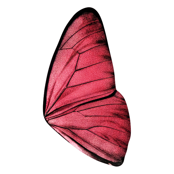 Red Wings - Transparent
