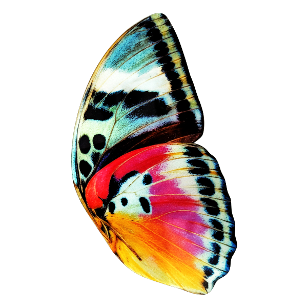 Rainbow Wings - Transparent