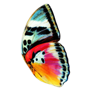 Rainbow Wings - Transparent